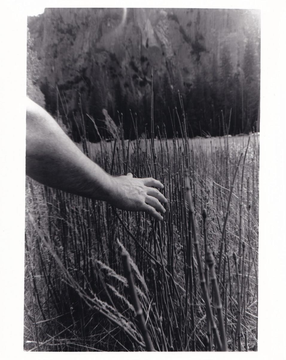 bartman yosemite reeds