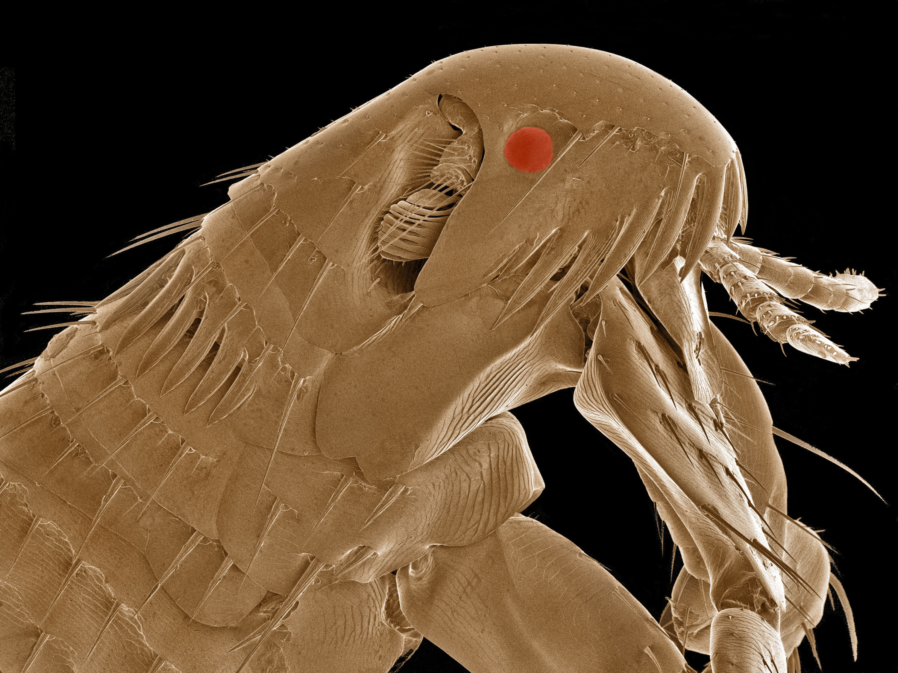 A common flea, as seen under an electron microscope. Image created by Thomas Deerinck.